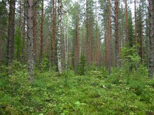 Three-species mixture plot in Finland – FundivEurope project